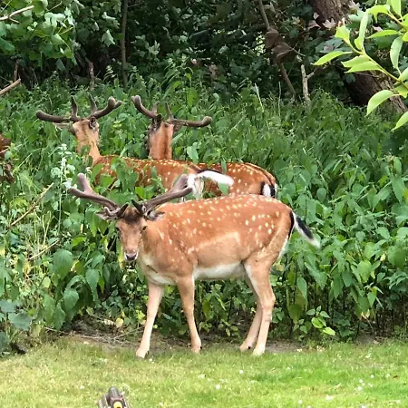 Haus Dietrich 3 Apartment *