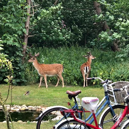 Haus Dietrich 3 Apartment